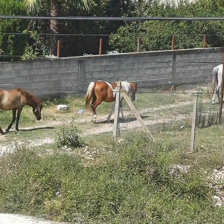 Villa Likaj Berat Dış mekan fotoğraf