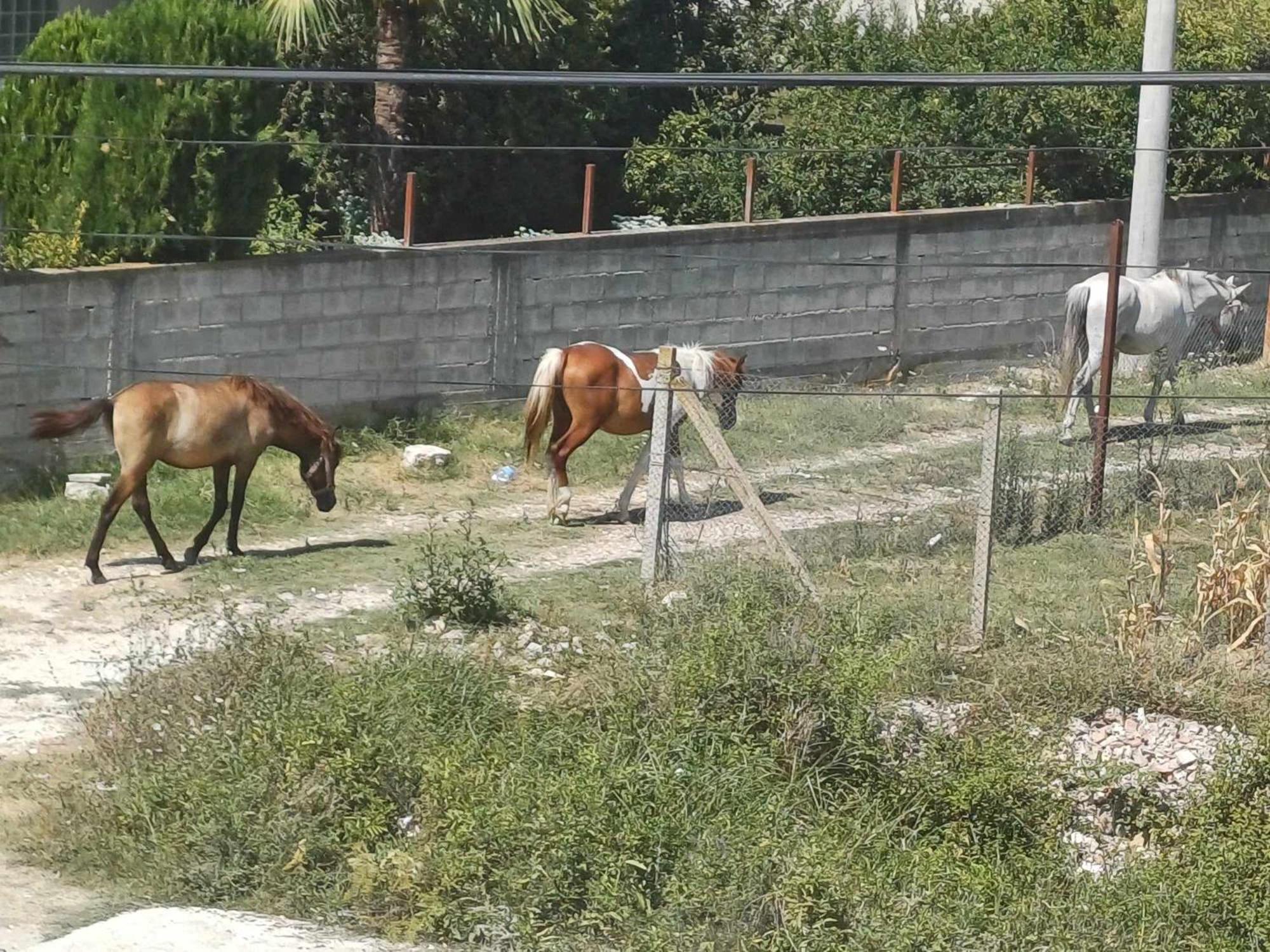 Villa Likaj Berat Dış mekan fotoğraf